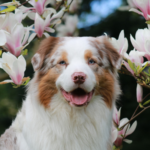 Feelgood HR-Manager Hund Colin