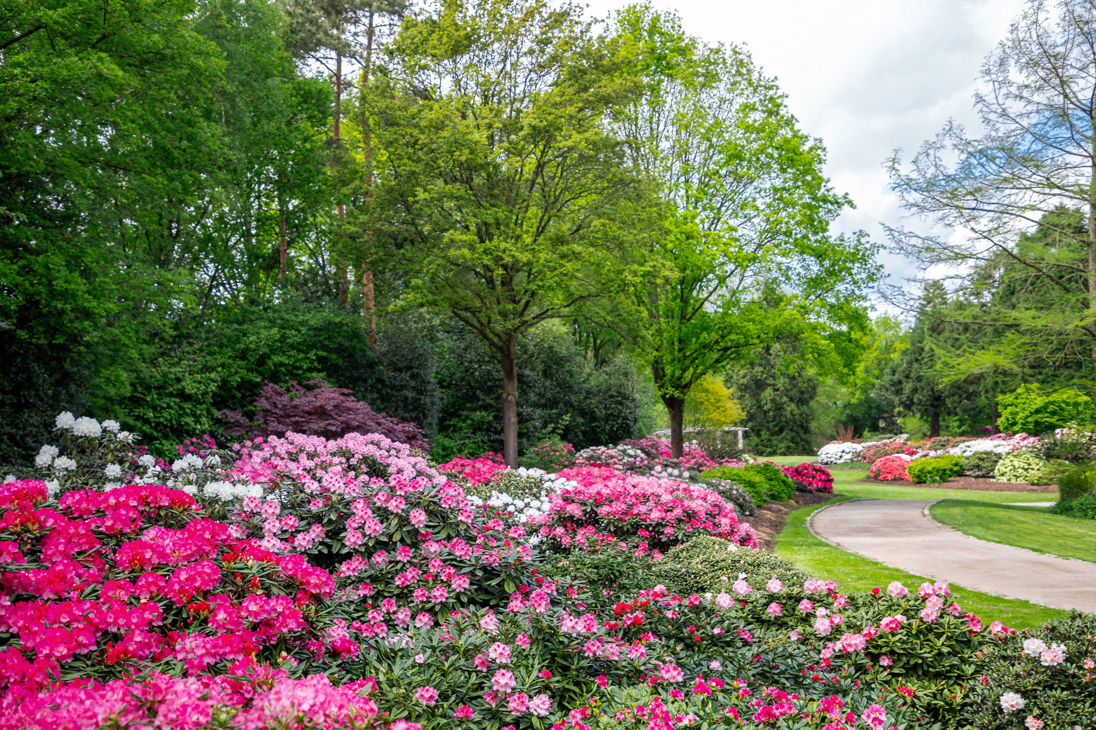 Blühende Rhododendronstäucher in weiß, rosa und pink, sowie eine gepflegte Rasenfläche und ein Gehweg im Park.
