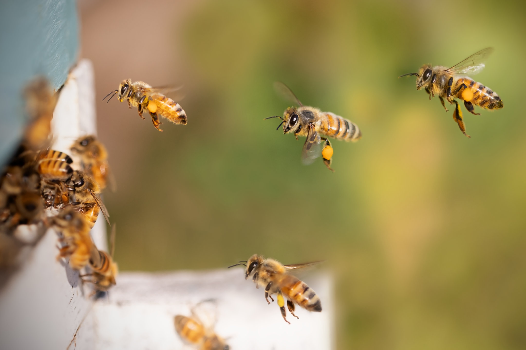 Bienen im Anflug auf ihr Nest.