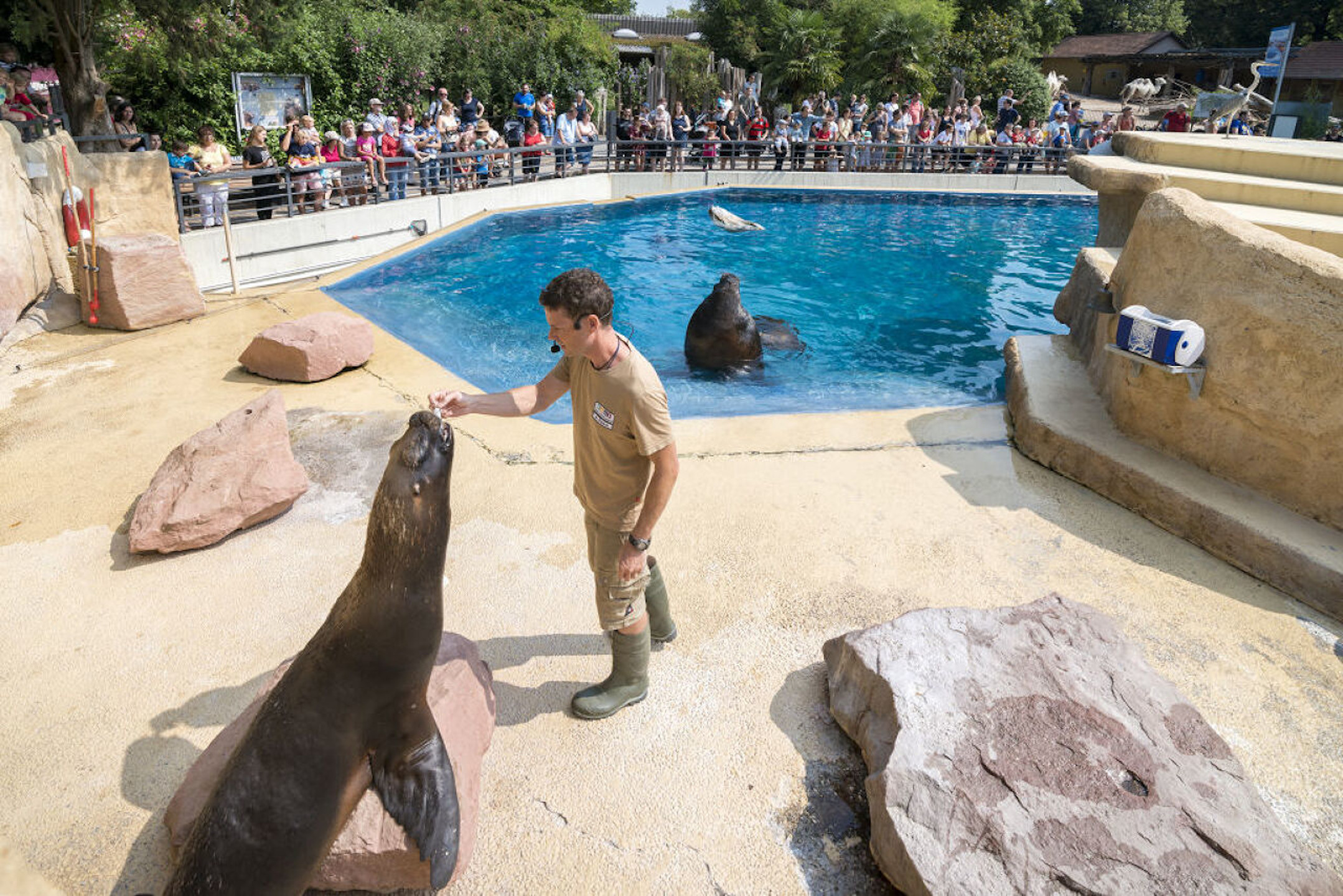 Animal trainer feeds sea lions in front of an audience at an outdoor pool.