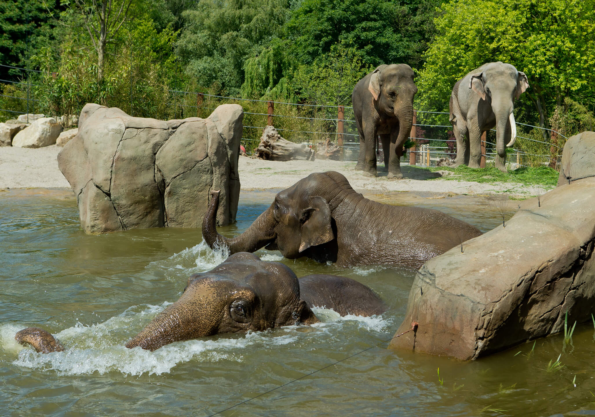 Allwetterzoo Münster Allwetterzoo Münster Two elephants bathe in the water, while two others stand on the bank, surrounded by lush greenery.