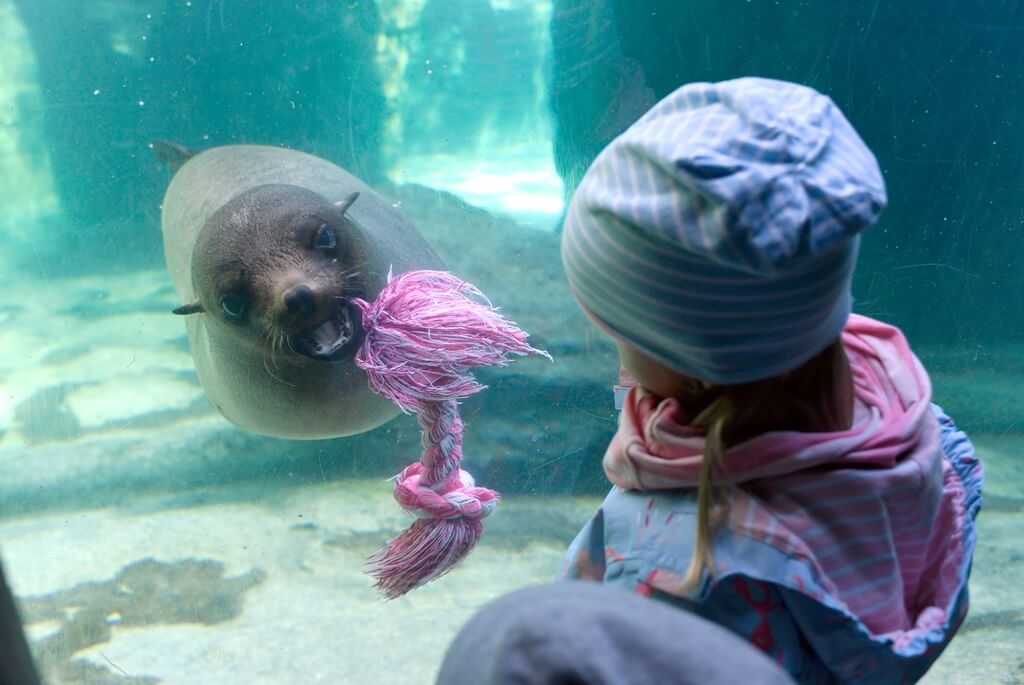 Ein Kind beobachtet einen Seelöwen mit rosa Spielzeug durch eine Glasscheibe im Aquarium.