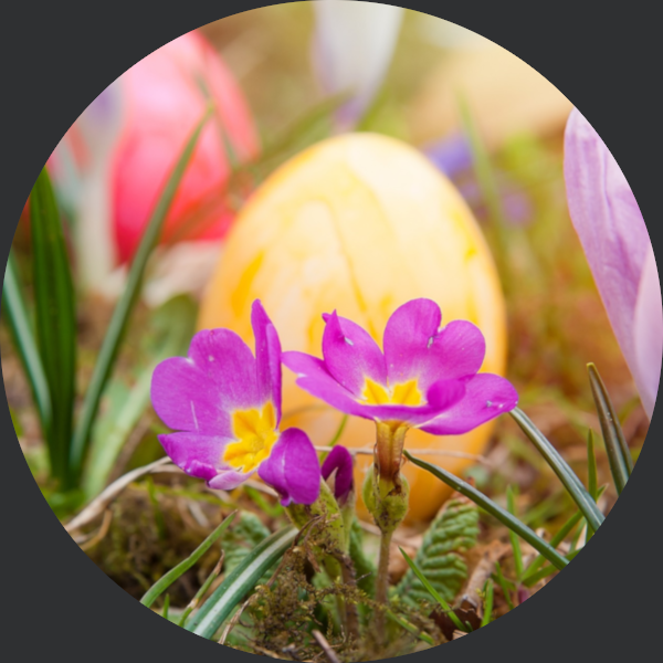 Lila Krokusse blühen vor einem dekorativen gelben Osterei im Gras.