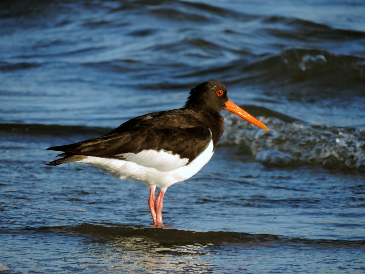 Oystercatcher with black plumage and red beak stands in the shallow water on the beach.