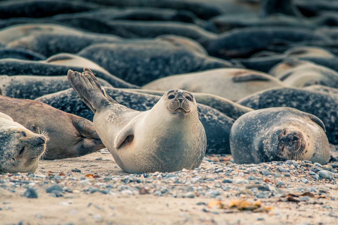 Several seals rest relaxed on a pebbly beach, one raises its head curiously.
