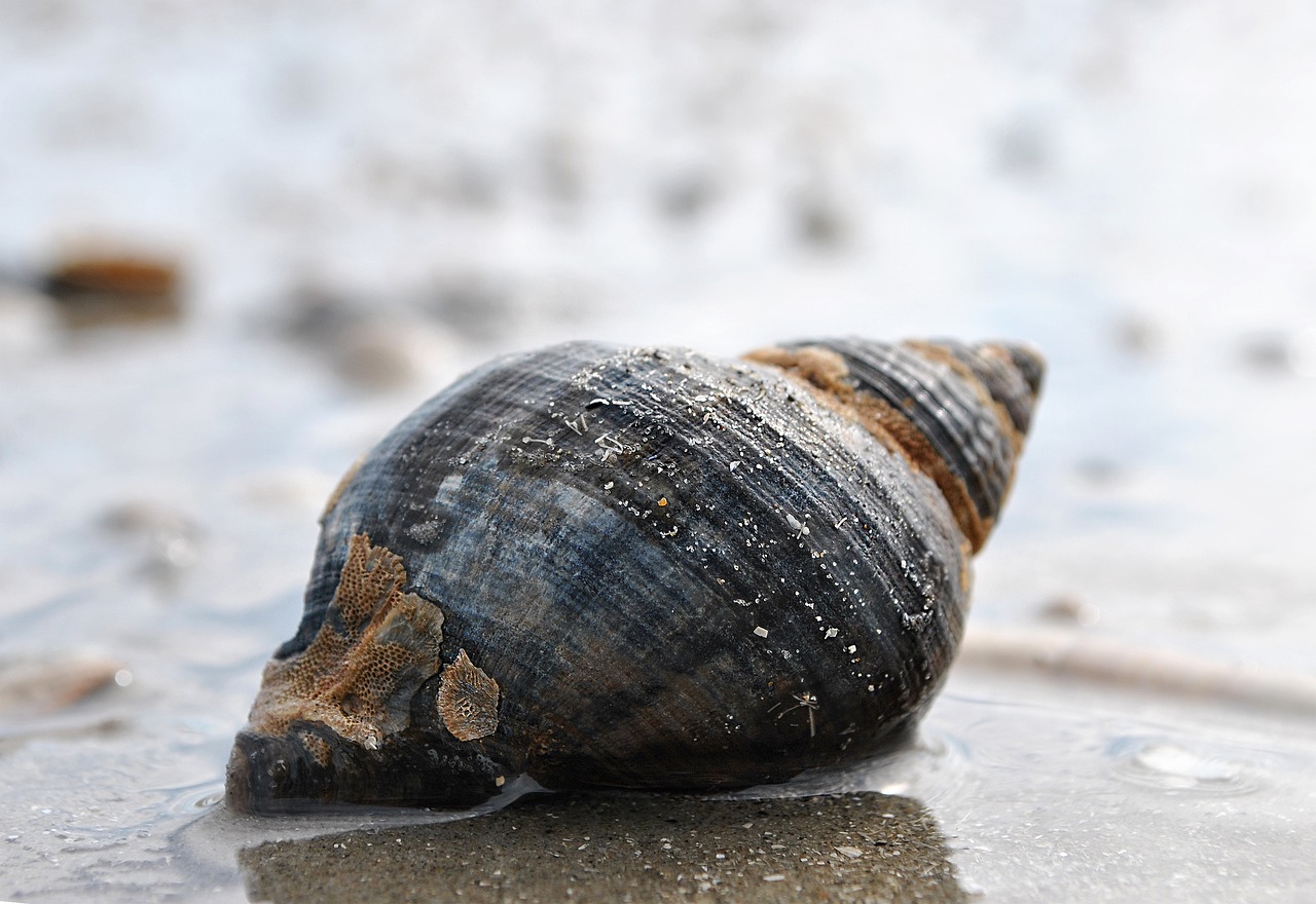 Close-up of a large, dark shell in the wet sand on the beach.