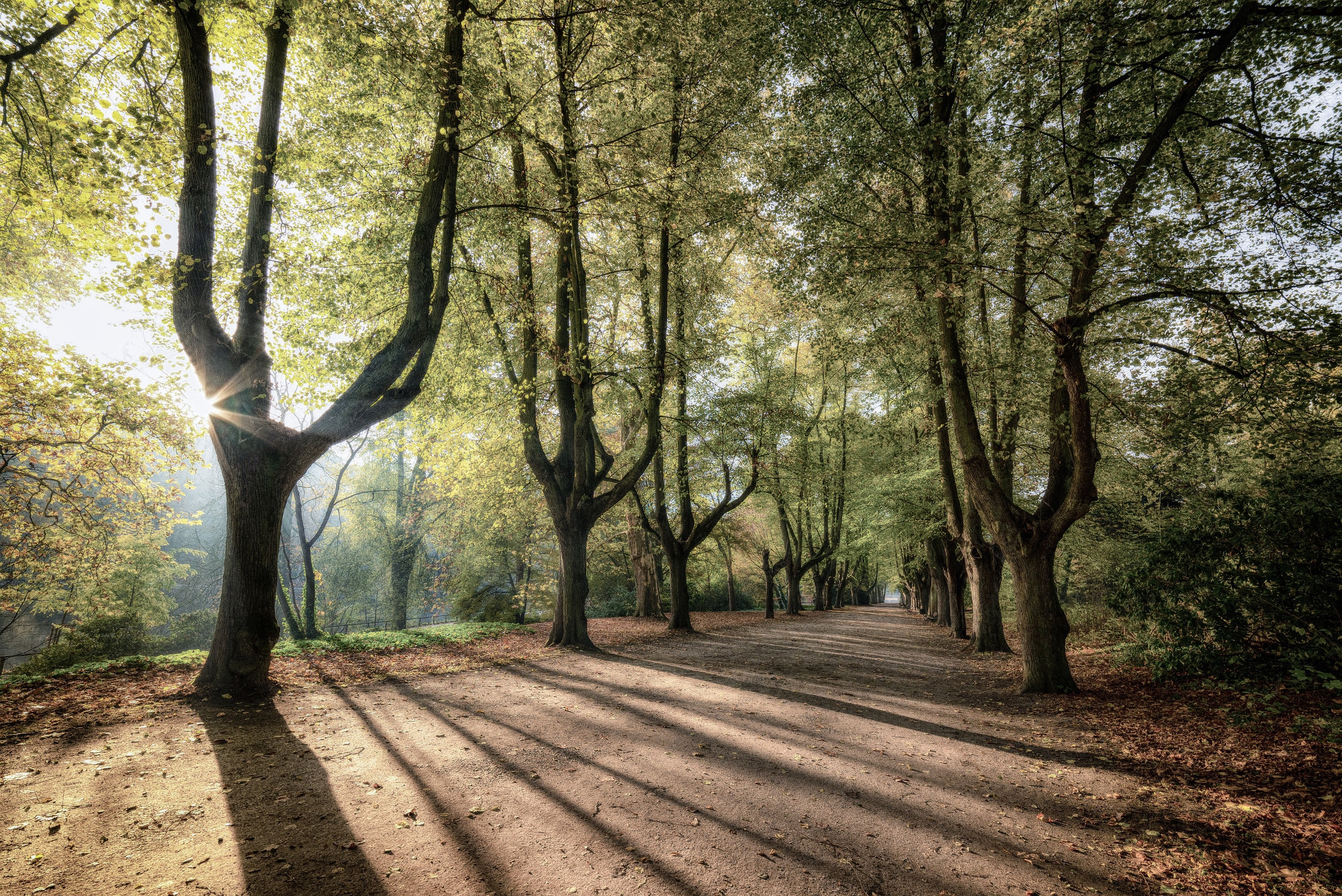 Sonnenlicht durchflutet eine Allee mit hohen Bäumen, die lange Schatten auf einen breiten, unbefestigten Weg werfen.