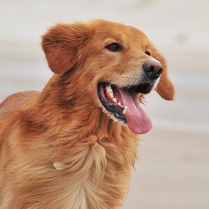 Hund am Strand in der Nähe Kiels Ein fröhlicher, goldenfarbener Hund mit hängender Zunge am Strand.