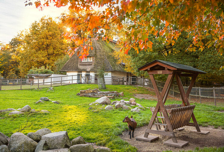 Green meadow with goat, rustic barn in the background, colorful autumn leaves in the foreground.