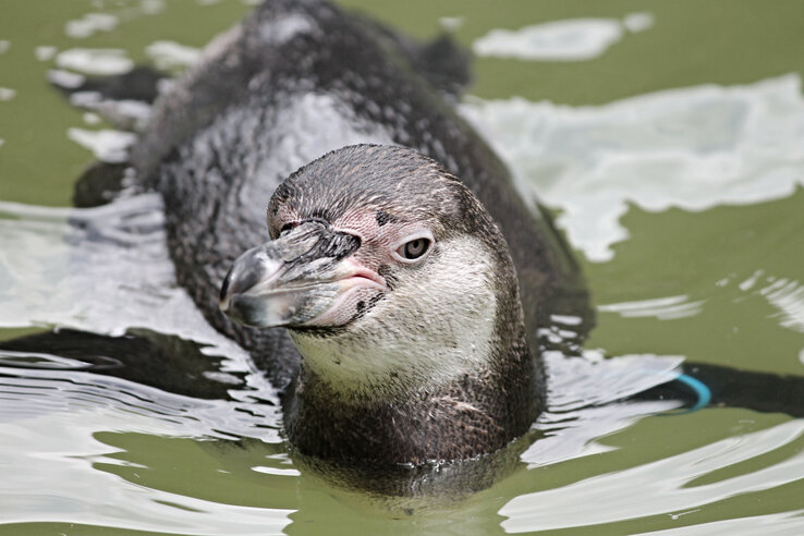 Ein Pinguin schwimmt im Wasser, Blick zur Kamera, umgeben von grünlichem Wasser.