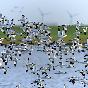 A large flock of birds flies over the water, with green meadows and wind turbines under a blue sky in the background.