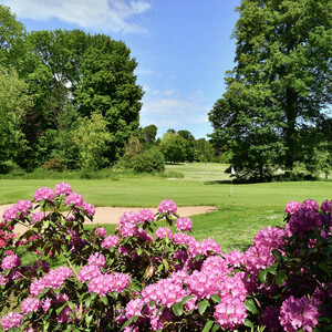 Golfplatz mit grünem Rasen, Sandbunker, rosa blühenden Sträuchern und hohen Bäumen im Hintergrund unter blauem Himmel.