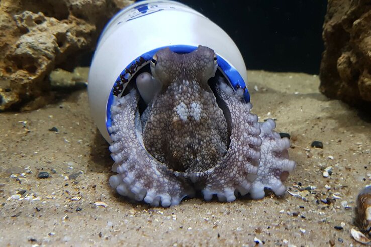 Ein Oktopus kriecht aus einem umgedrehten, weißen Plastikbecher auf sandigem Meeresboden.
