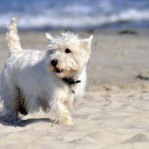 West Highland Terrier am Strand Weißer Hund läuft am Strand entlang, mit Meer im Hintergrund.
