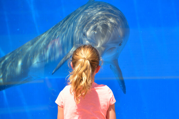 Ein Kind in rosa T-Shirt betrachtet einen Delfin hinter Glas in einem Aquarium.