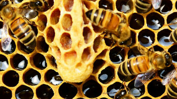 Honigbienen auf einer Wabe, gefüllt mit glänzendem Honig, arbeiten geschäftig zusammen.