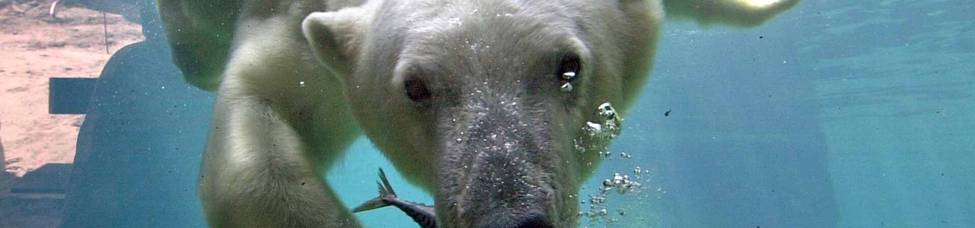 Ein Eisbär schwimmt unter Wasser mit einem Fisch im Maul in einem klaren, blauen Becken.