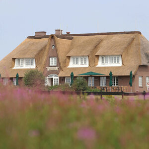 Thatched country house with terrace, surrounded by blooming heather, in the Hotel Landhaus Severin*s Morsum Kliff on Sylt.