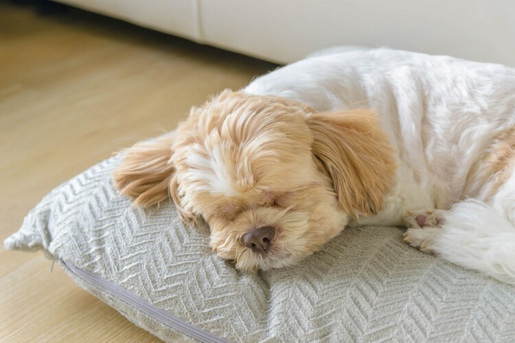 Schlafender Hund im ATLANTIC Hotel Galopprennbahn in Bremen