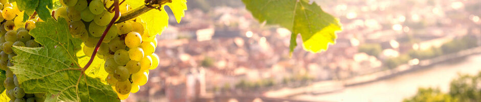 ATLANTIC Hotel Heidelberg Rahmenprogramm Weinführung Weinreben mit grünen Trauben im Vordergrund, im Hintergrund eine sonnige Stadtansicht mit Fluss und Brücke.