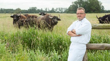 Chef in front of a meadow with cows on it  A cook in a white uniform stands smiling in front of a pasture with buffaloes.