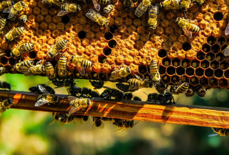 Close-up of bees working diligently on a honeycomb.