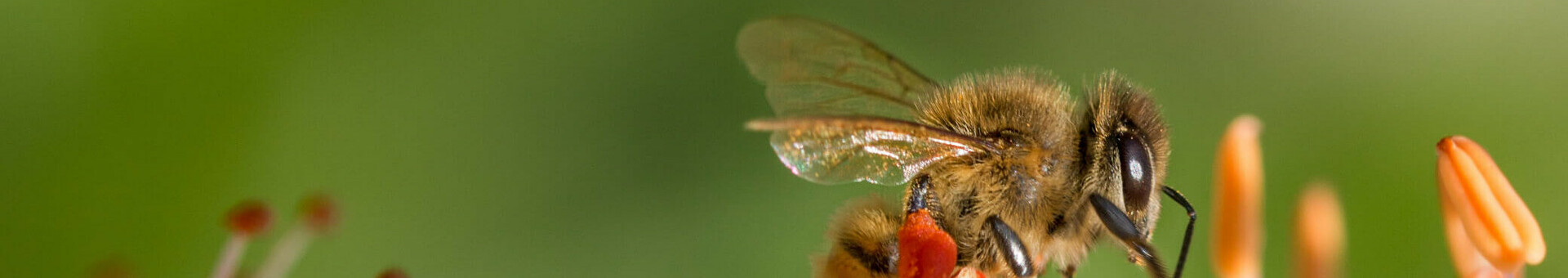Biene sammelt Nektar auf einer Blüte vor unscharfem, grünem Hintergrund.
