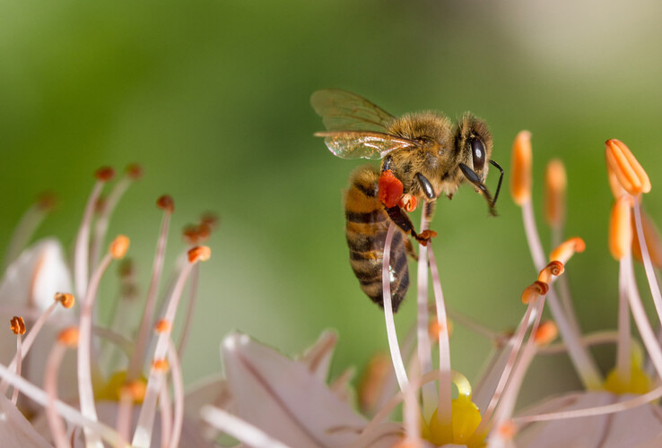 Close-up of a bee sitting on a flower with orange stamens against a blurred green background.