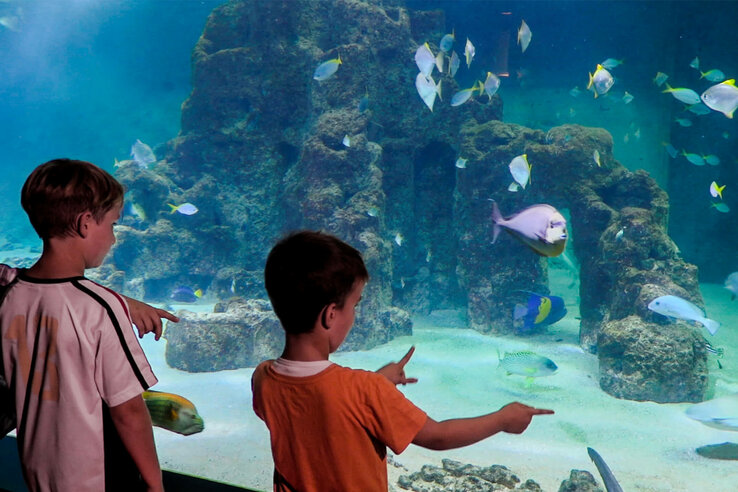 Kinder betrachten bunte Fische in einem großen Aquarium mit Felsen und Sandboden.