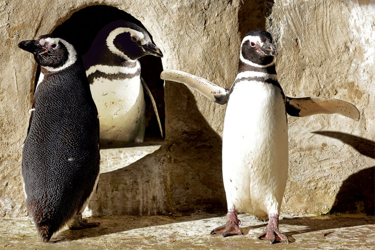 Drei Magellan-Pinguine vor einer felsigen Höhle, einer breitet die Flügel aus.