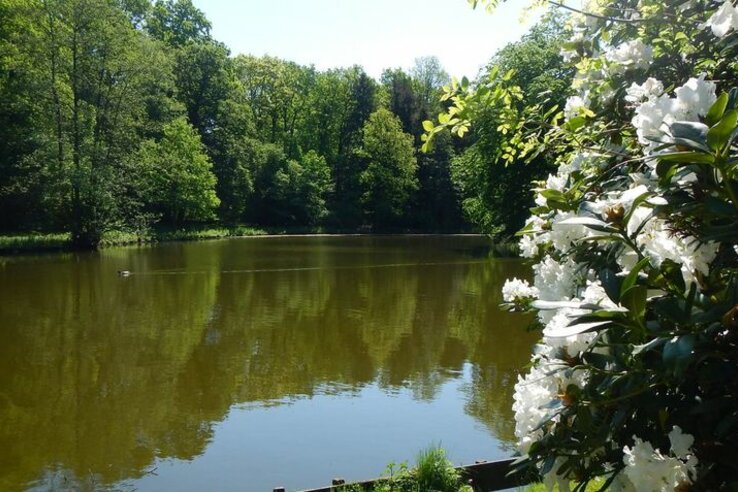 Pond with surrounding trees and blooming white flowers in the foreground, under a clear sky.