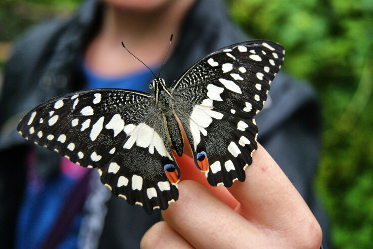 Ein schwarz-weißer Schmetterling sitzt auf einem ausgestreckten Finger, im Hintergrund unscharf grün.