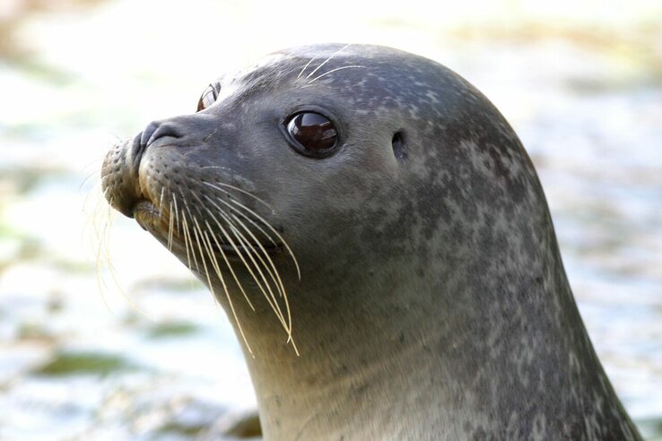 Nahaufnahme eines Seehundkopfes mit großen, dunklen Augen und langen Schnurrhaaren vor verschwommenem Hintergrund.