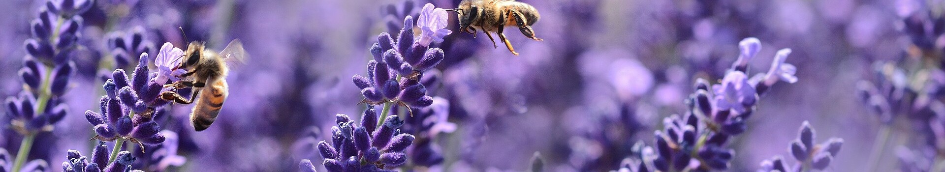 Bienen  Bienen fliegen über ein Lavendelfeld, umgeben von lila Blüten, im ATLANTIC Grand Hotel Travemünde.