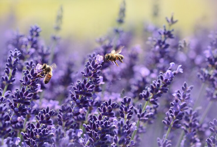 Bienen fliegen über ein Lavendelfeld, umgeben von lila Blüten, im ATLANTIC Grand Hotel Travemünde.