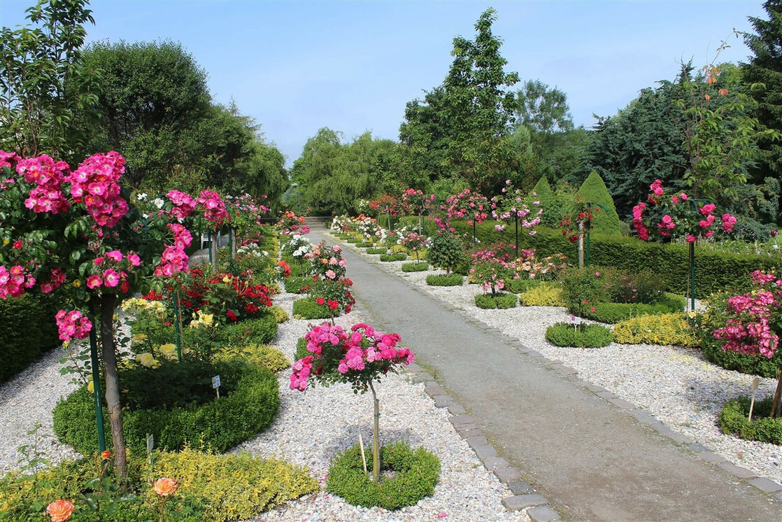 Gepflegter Gartenweg mit blühenden Rosenbüschen und grüner Landschaft im Hintergrund.