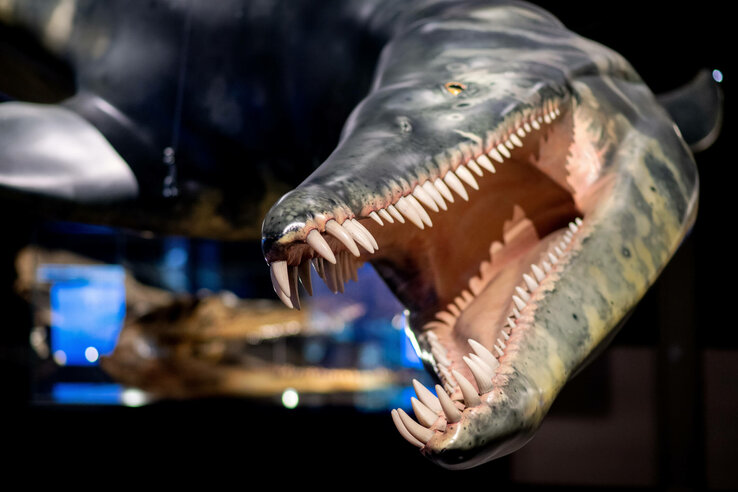 Modell eines prähistorischen Meeresreptils mit weit geöffnetem Maul und sichtbaren Zähnen in einem Museum.
