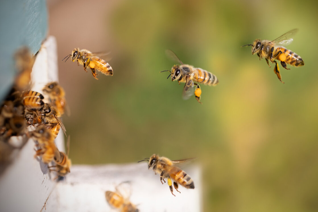 Bienen im Anflug auf ihr Nest.