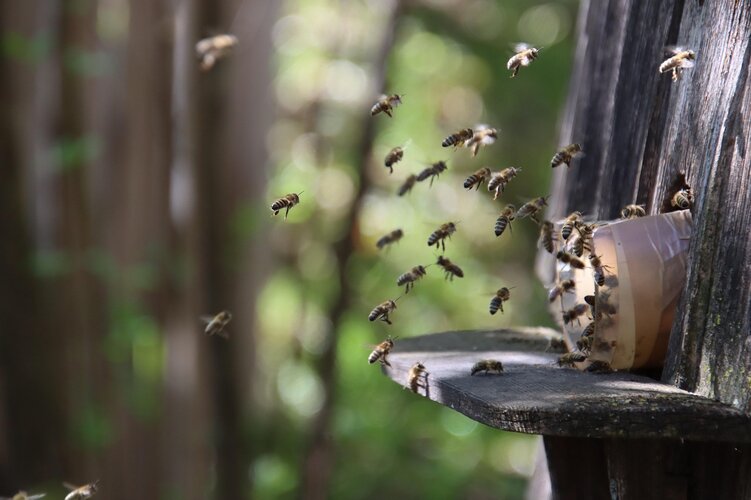 Bienen, die in ihren Bienenstock zurückfliegen. Vor einem grünen Hintergrund.