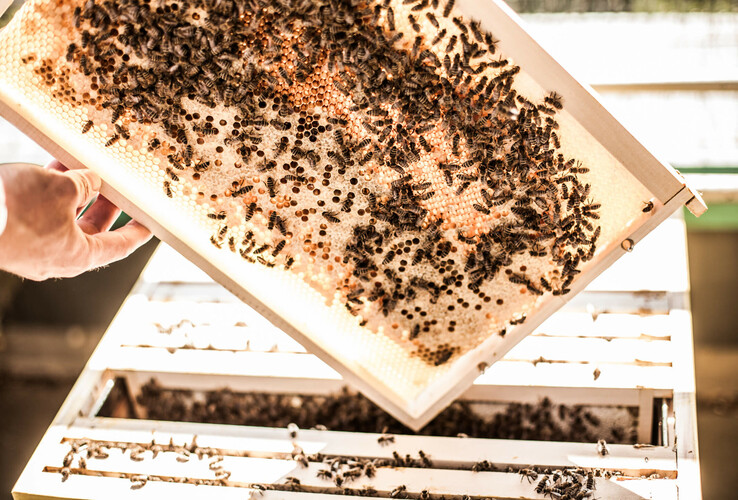 Beehive in the ATLANTIC Hotel Airport Bremen, showing bees on a honeycomb in the sun.