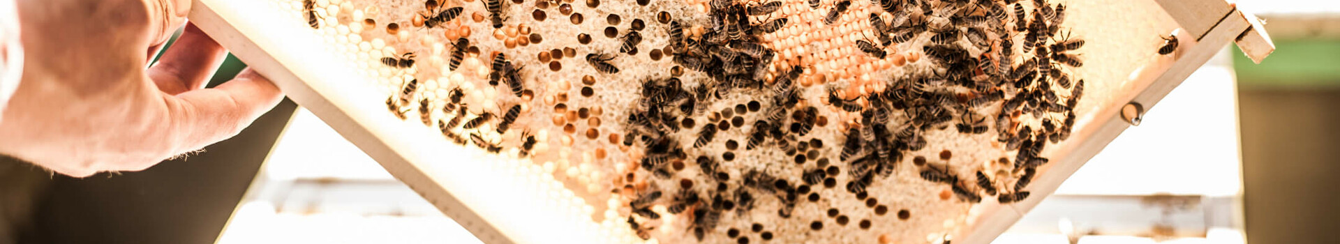 Beehive in the ATLANTIC Hotel Airport Bremen, showing bees on a honeycomb in the sun.