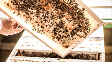Bienenstock im ATLANTIC Hotel Airport Bremen, zeigt Bienen auf einer Honigwabe in der Sonne.
