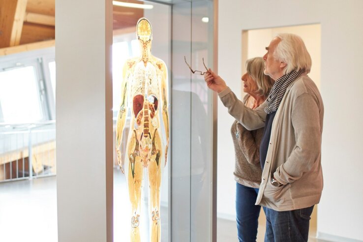 Zwei Personen betrachten ein anatomisches Modell in einem modernen Ausstellungsraum.