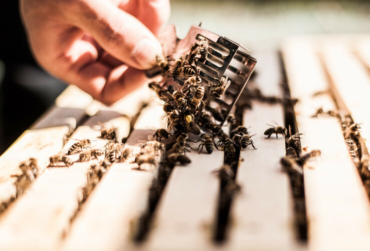 One hand holds a bee cage above a beehive with many bees.
