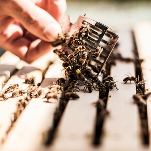 Eine Hand hält einen Bienenkäfig über einem Bienenstock mit vielen Bienen.