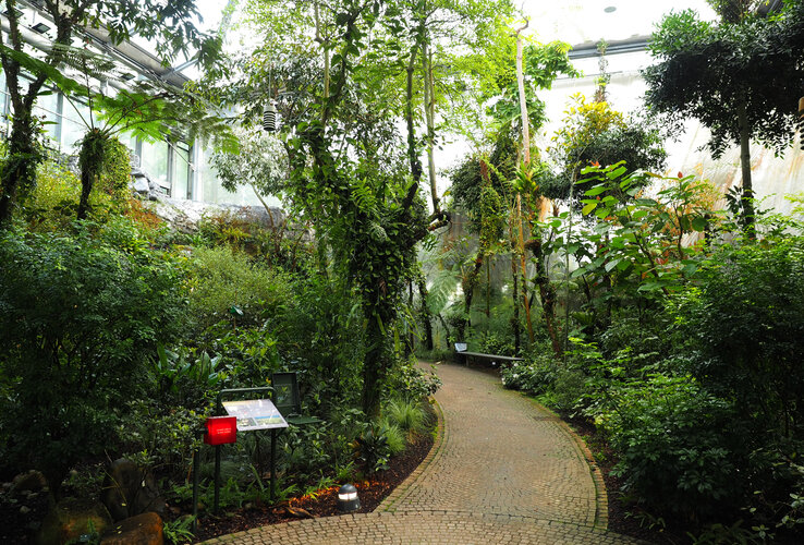 Ein gewundener Pfad durch üppige, grüne Pflanzen in einem lichtdurchfluteten Gewächshaus.