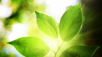 Grüne Blätter im Sonnenlicht mit verschwommenem, naturbelassenem Hintergrund.