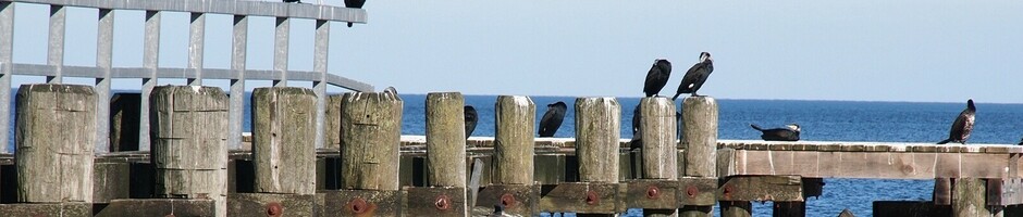 Holzsteg mit Vögeln, die auf den Pfosten sitzen, umgeben von blauem Meer und klarem Himmel.