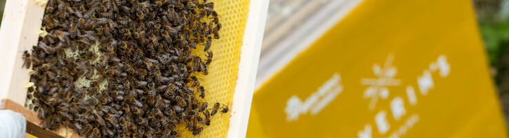 Bienenstöcke von Bee-Rent bei der ATLANTIC Hotelgruppe Bienen auf einer Wabe vor einem gelben Bienenstock mit dem Schriftzug "SEVERIN'S".