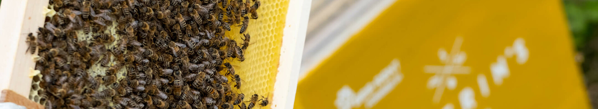 Bienen auf einer Wabe vor einem gelben Bienenstock mit dem Schriftzug "SEVERIN'S".